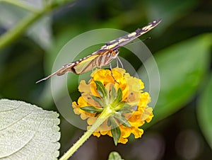 ZSL butterfly Paradise London Zoo. Malachite butterfly on yellow zinnia flower photo