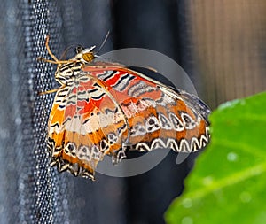 ZSL Butterfly paradise London Zoo. Red lacewing butterfly Cethosia bilbis