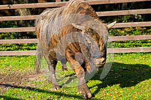 Zubron - hybrid of bison and cow photo