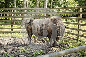 Zubron - hybrid of domestic cattle and european bison photo