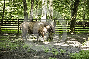 Zubron - hybrid of domestic cattle and european bison photo