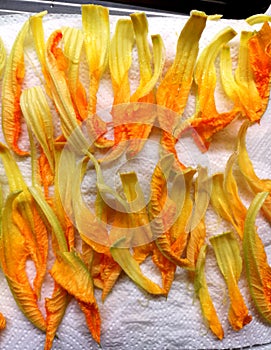 Zucca - pumpkin flowers for cooking photo