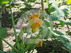 Zucchini aka courgettes plant with yellow flower