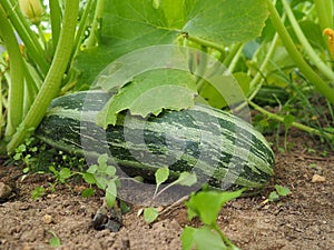 Zucchini, courgette or baby marrow, Cucurbita pepo is a summer squash, a vining herbaceous plant whose fruit are