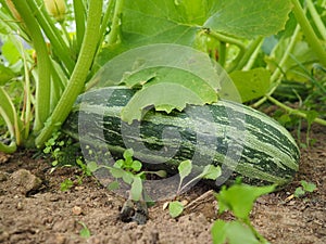 Zucchini, courgette or baby marrow, Cucurbita pepo is a summer squash, a vining herbaceous plant whose fruit are