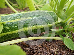 Zucchini, courgette or baby marrow, Cucurbita pepo is a summer squash, a vining herbaceous plant whose fruit are