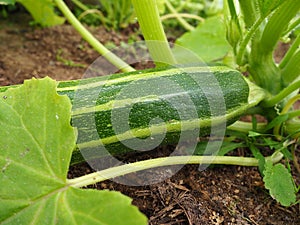 Zucchini, courgette or baby marrow, Cucurbita pepo is a summer squash, a vining herbaceous plant whose fruit are