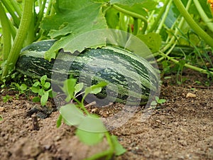 Zucchini, courgette or baby marrow, Cucurbita pepo is a summer squash, a vining herbaceous plant whose fruit are