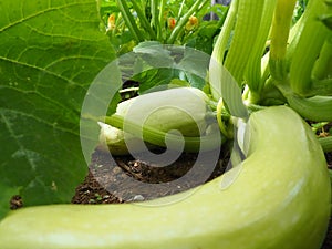 Zucchini, courgette or baby marrow, Cucurbita pepo is a summer squash, a vining herbaceous plant whose fruit are