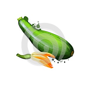 Zucchini, Courgette or Cucurbita pepo isolated. Organic healthy food. Green vegetable. Hand drawn plant digital art