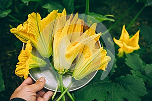 Zucchini or courgette flowers. Farmer holding freshly harvest Zucchini  flowers