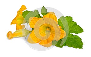 Zucchini or courgette flowers isolated on white background