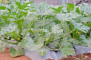Zucchini or courgette plants