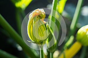 Zucchini Courgette Squash Flower Opening