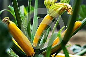 Zucchini Courgette Squash Plant