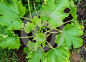 Zucchini Cucurbita pepo