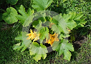 Zucchini Cucurbita pepo