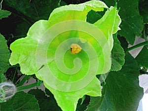 Zucchini Cucurbita pepo green flower with stamen. Close up.