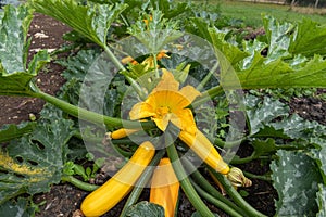 Zucchini cucurbita pepo plant