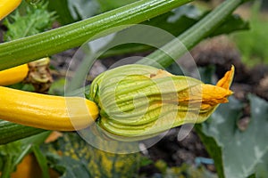 Zucchini cucurbita pepo plant