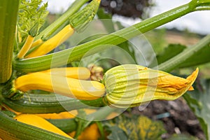 Zucchini cucurbita pepo plant