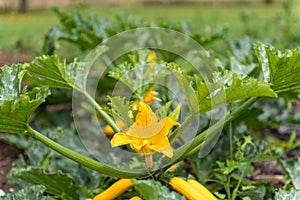 Zucchini cucurbita pepo plant