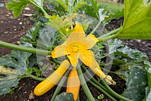 Zucchini cucurbita pepo plant