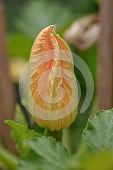 Zucchini Cucurbita pepo subsp. pepo budding flower