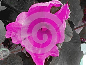 Zucchini Cucurbita pepo violet flower with stamen. Close up.