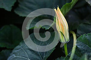 Zucchini Cucurbita pepo yellow flower and green leaves. Close up. Flowering zucchini in the vegetable garden. Zucchinis flower d