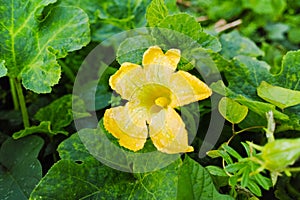 Zucchini (Cucurbita pepo) yellow flower and green leaves. Flower