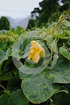 Zucchini (Cucurbita pepo) yellow flower and green leaves. Flower