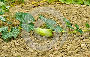 Butternut squash, ecological vegetable garden