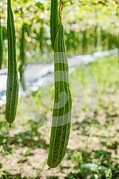 Zucchini Farm, fresh zucchini