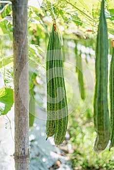 Zucchini Farm, fresh zucchini