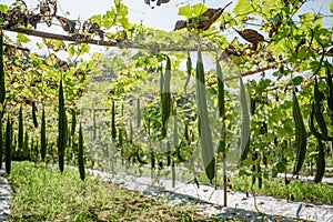 Zucchini Farm, fresh zucchini
