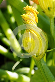 Zucchini flower