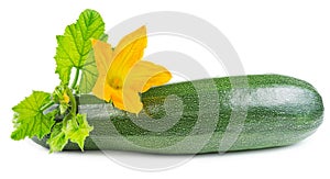 Zucchini with flower