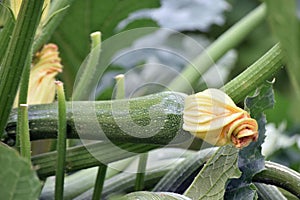 Zucchini and flower Guelph community enabling gardens