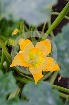 Zucchini flower