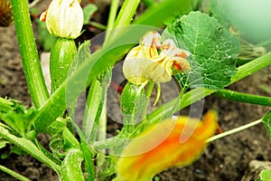 Zucchini flower and plant. Green vegetable marrow growing on bus