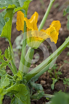 Zucchini flower on plant in the vegetable garden