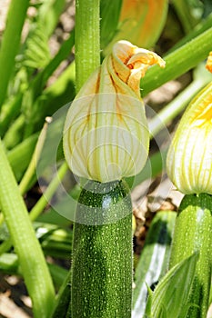 Zucchini flowers