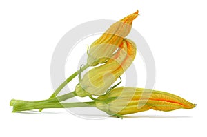 Zucchini flowers
