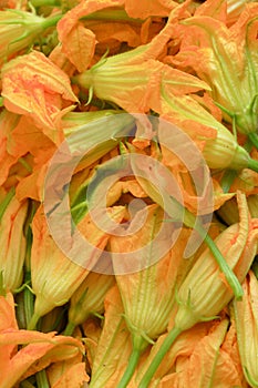 Zucchini flowers background