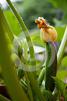 Zucchini fruit with flower on a plant in the vegetable garden