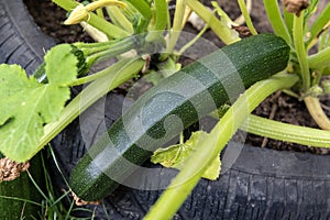 Zucchini in the garden