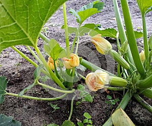 Zucchini in the garden. Fetus, flowers, leaves