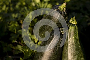 Zucchini in garden. Vegetable harvest. Autumn fruits. Garden details. Green plant. Healthy food