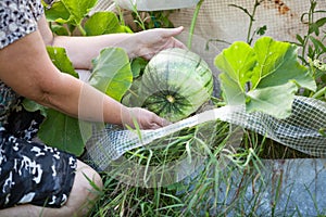 Zucchini in a greenhouse in the garden